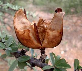   Fruit:   Sesamothamnus lugardii ; Photo by R. Burrett, Flora of Botswana
